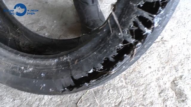 Фитнес для собак (тренер Андрей Чеботарёв, АСТ Кидо и Лист) смотреть онлайн