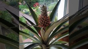 Ананас комнатный как ухаживать