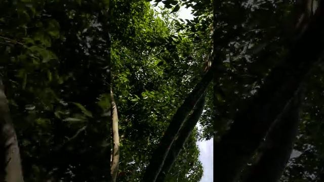 Tree platform смотреть онлайн