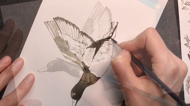 Sketching a duck in ink смотреть онлайн