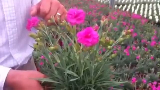 Dianthus Tickled Pink Plant Profile смотреть онлайн
