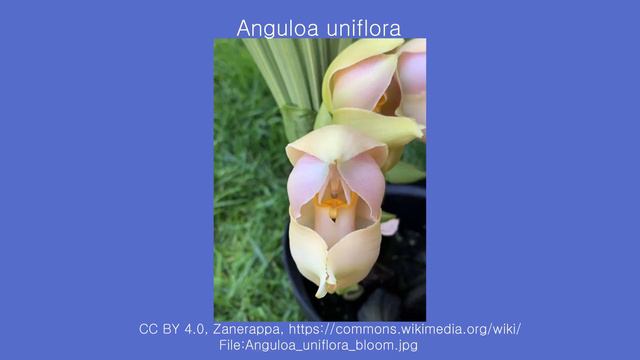 세계의 난초 (1) - Orchids Of The World