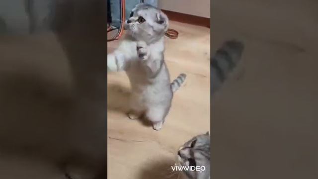 Шотландские котята. продажа. свободны. с документами WCF. смотреть онлайн