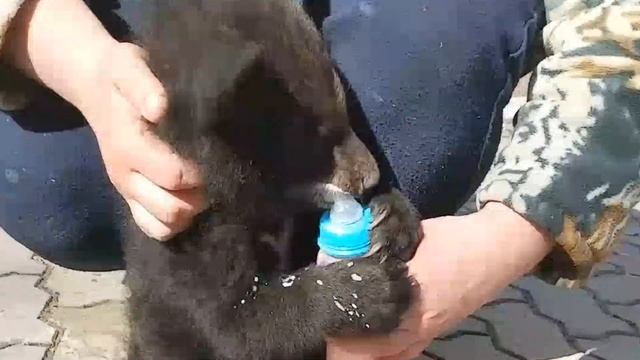 В Комсомольский зооцентр подкинули гималайского медвежонка смотреть онлайн