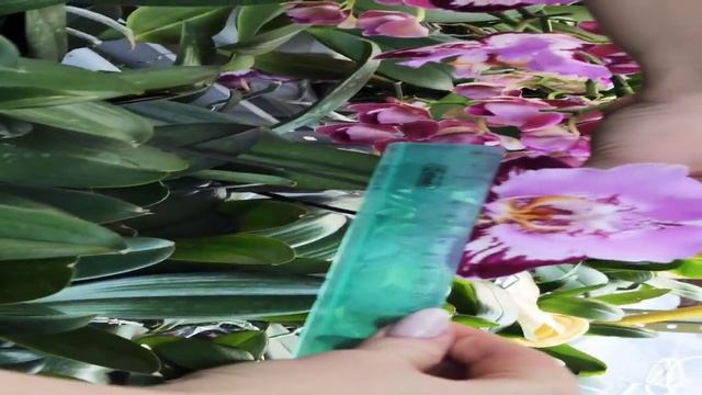 Фаленопсис Блек Пиано. станет крупной изюминкой в Вашей коллекции !!! смотреть онлайн