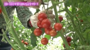 Применение стимулятора роста растений НВ-101 на садовом участке