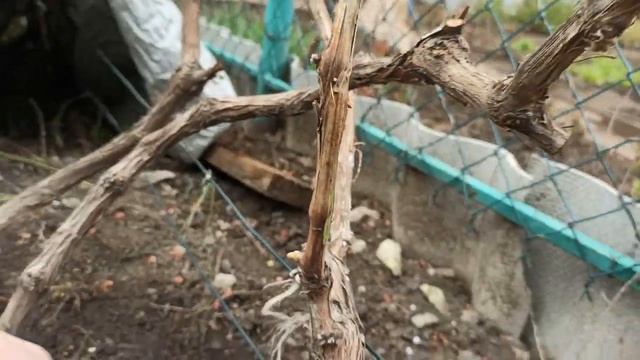 Прививка Чёрным в Чёрное ОКУЛИРОВКА весенняя прививка ВИНОГРАДА смотреть онлайн