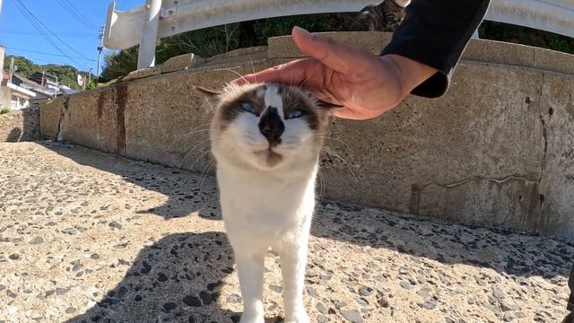 漁港の猫達と遊んでいると、甘噛みを知らない黒子猫が本気で噛んできた смотреть онлайн