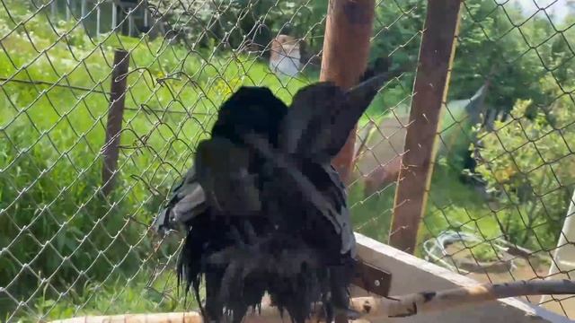 Первые водные процедуры Кардинала и его вечерний сон! Гоша купается и ест тараканов. смотреть онлайн