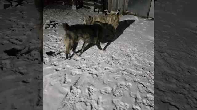 Брат и сестра, встретились смотреть онлайн