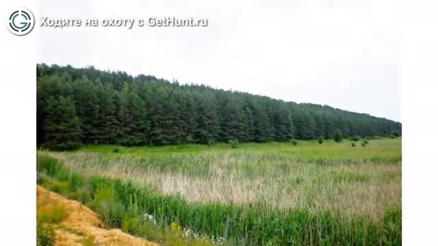Охота в Белгородской области – Борисовское районное «Общество охотников и рыболовов» БРОО смотреть онлайн