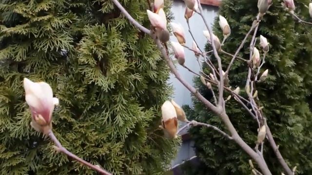 Растения малыши ,прогулка по дорожкам сада. Фритиллярии,мускари ,Эрика,вереск #мойсад #апрель2020. смотреть онлайн