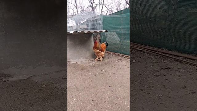 Брама палева смотреть онлайн