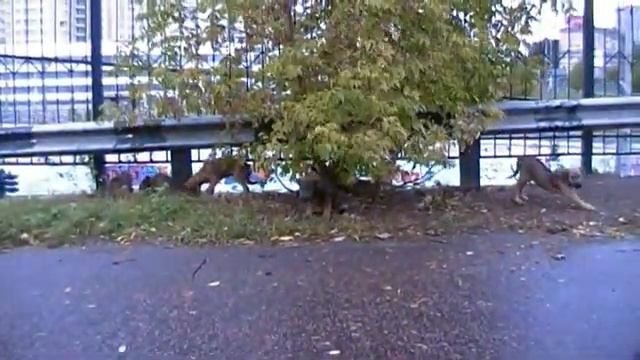 Бездомные собаки в центре Москвы. смотреть онлайн