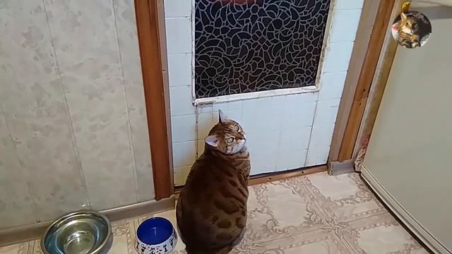 Коты двери и кошачий язык. смотреть онлайн
