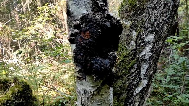 Срубил ЧАГУ - спас дерево!? || Что такое ЧАГА? Вся правда о ЧАГЕ #4