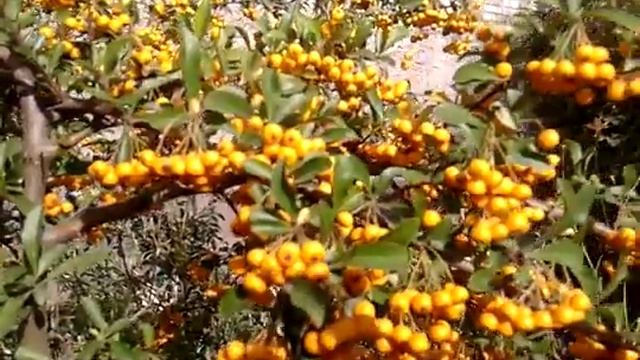 Вот и облепиха созрела!