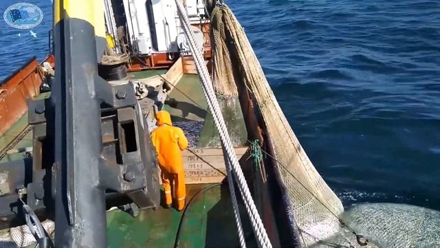 Вылов кильки. февраль 2020