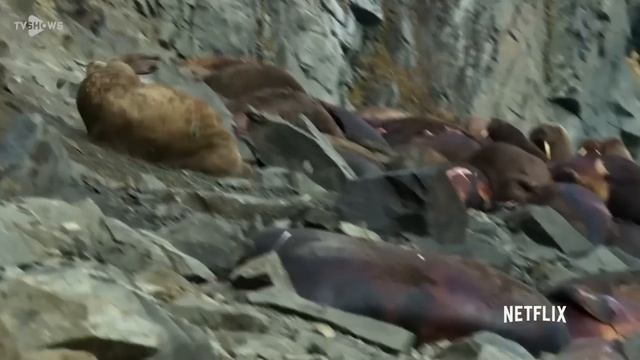 Моржи падают с 80 метровой скалы!!! смотреть онлайн