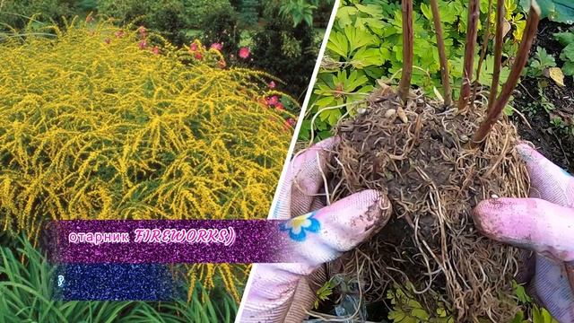 Сажаю редкие цветы в саду. Редкие многолетники для дачи смотреть онлайн