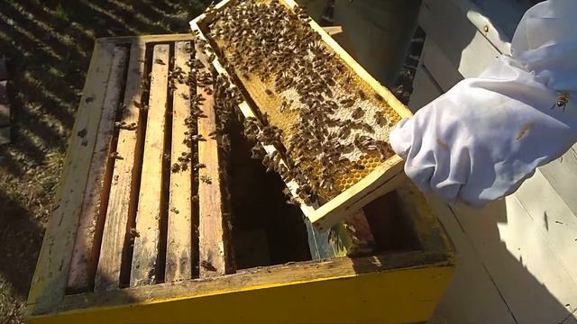 03.04.2019 НУЖЕН ЛИ СИРОП ВЕСНОЙ? смотреть онлайн