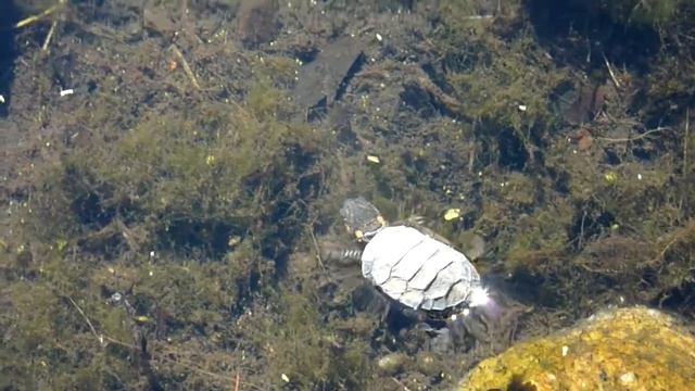 Painted turtle (hatchling) first swim смотреть онлайн