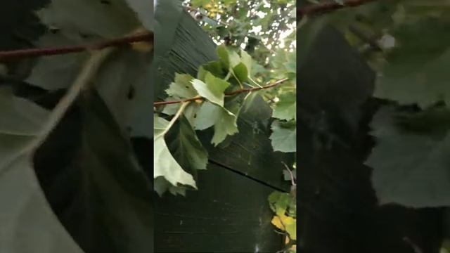 Как разводить восковую моль в улье смотреть онлайн