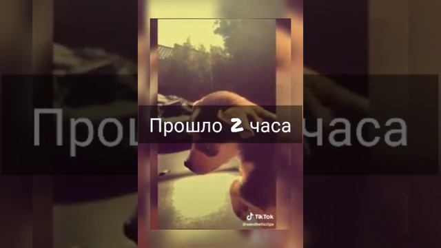 Фанфик "8-ая Харгривз"|7/?|by_papicron_ смотреть онлайн
