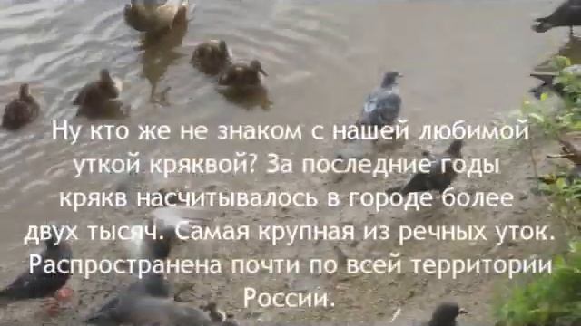 Птицы Исети смотреть онлайн