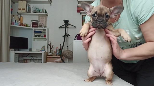 Самые красивые и воспитанные щенки французского бульдога смотреть онлайн