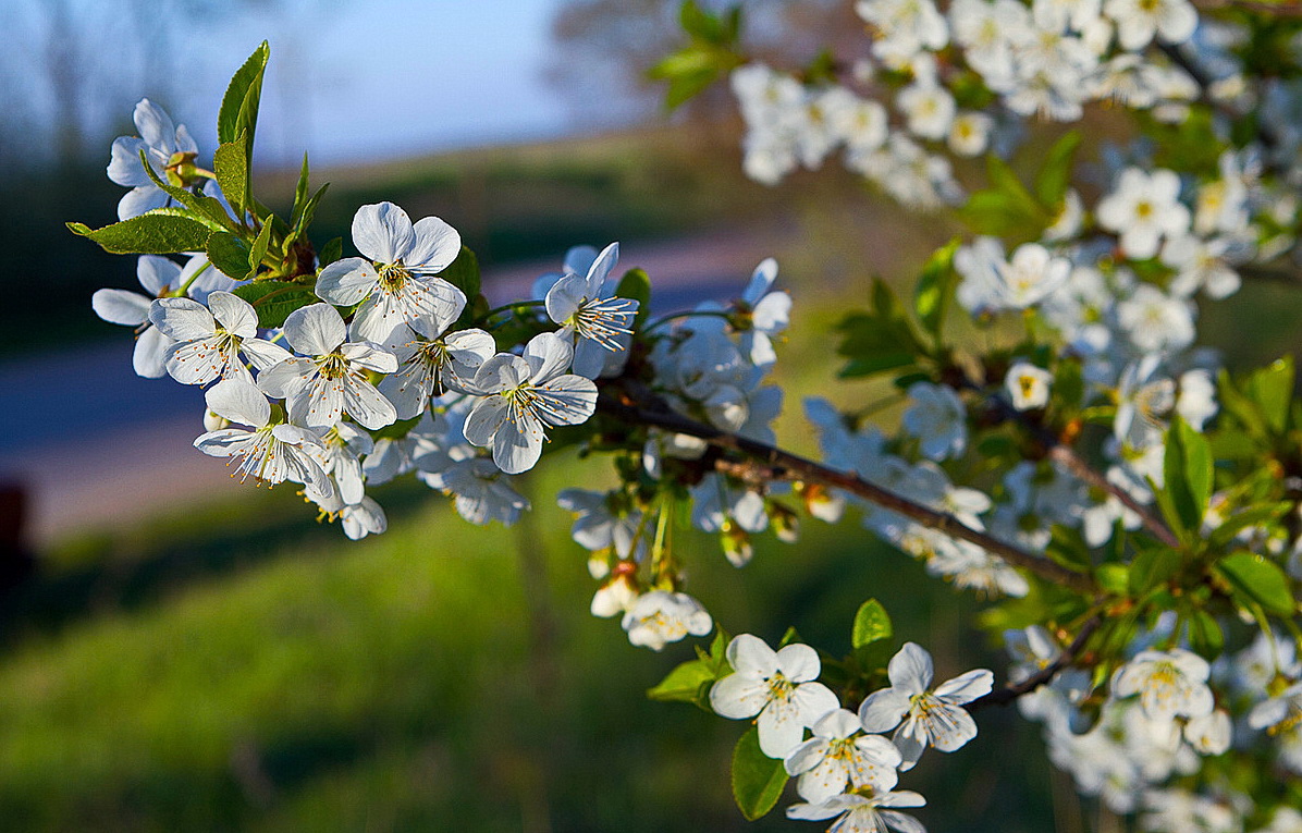 Весна-красна