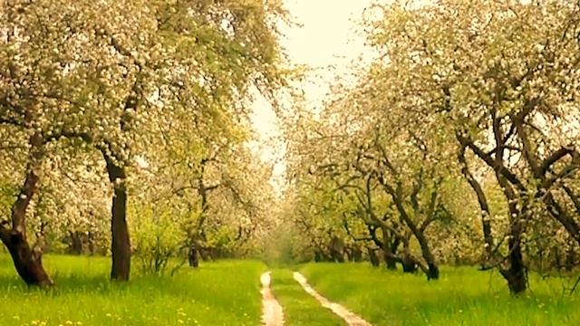 Яблоневый сад смотреть онлайн