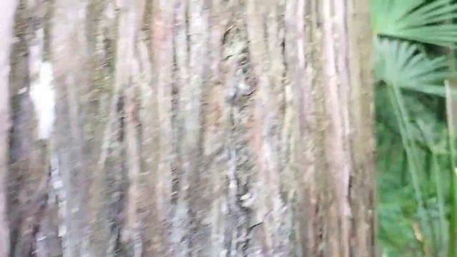 Vlog 28 | Darjeeling vlog | Day 3 | Lamahata eco park and Tinchule view point 😍🔥 смотреть онлайн