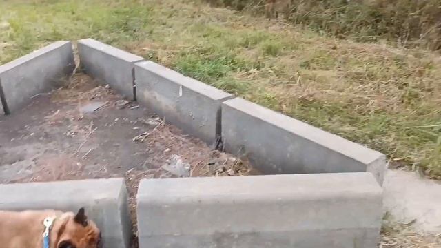 Переезд питомника французских бульдогов из Москвы в Краснодарский край смотреть онлайн
