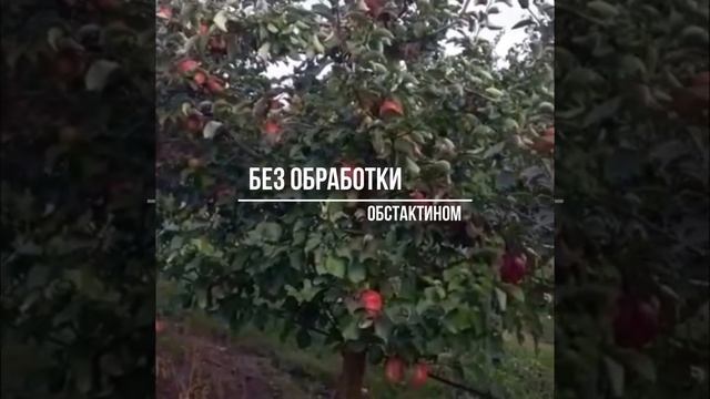 Применение Обстактина на яблоне смотреть онлайн