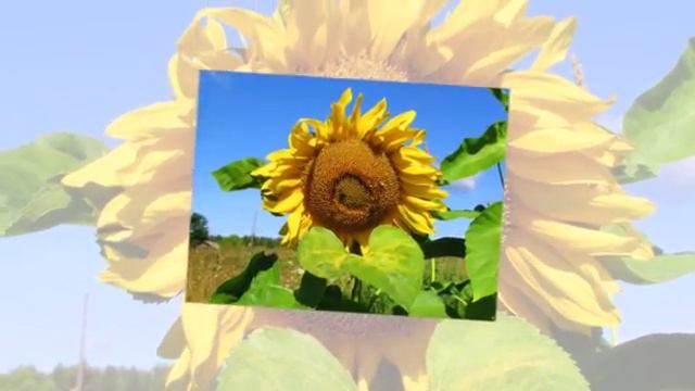 Город Орлов (Халтурин) смотреть онлайн