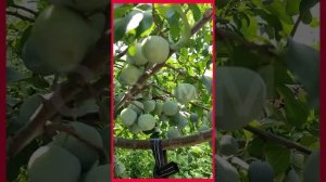 слива 'Белая медовая'