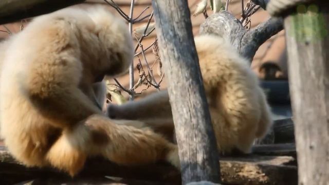 Гиббон - интересные факты, животные Азии, белорукий гиббон смотреть онлайн