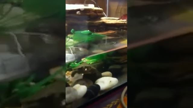 Кормление маленьких красноухих черепашек смотреть онлайн