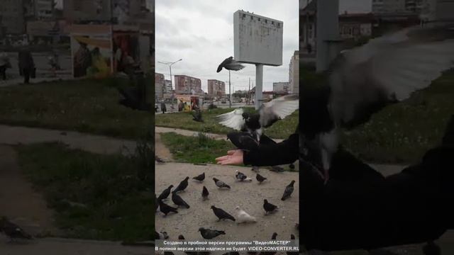 голуби атакуют смотреть онлайн