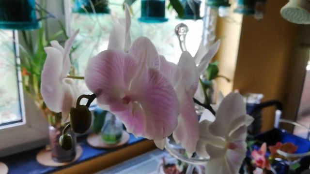 Phalaenopsis BigLip Orchidee in Wasserkultur Update mit mehr Blüten смотреть онлайн