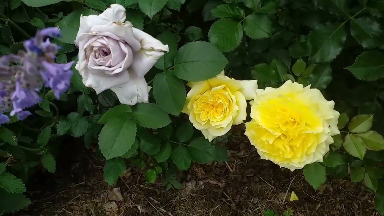 РОЗЫ и КОМПАНЬОНЫ смотреть онлайн