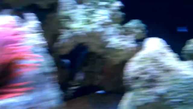 Rose Bubble Anemone is Splitting Again! смотреть онлайн