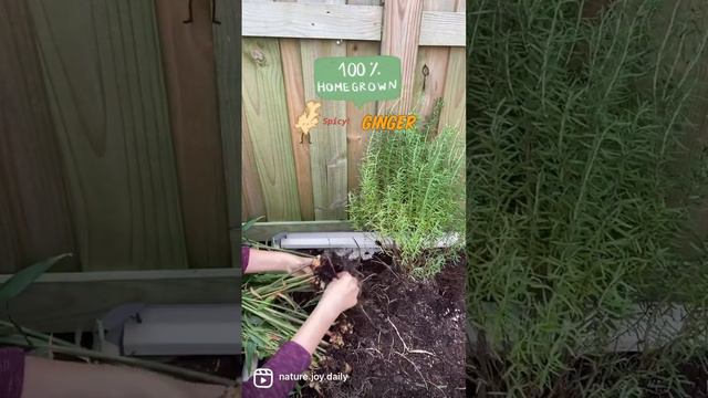 Happy ginger harvest in my garden 👩🏻🌾🏡 👩🍳😋#harvest  #garden #nature