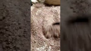 Хлеб чартоги из рисовой муки и комури.