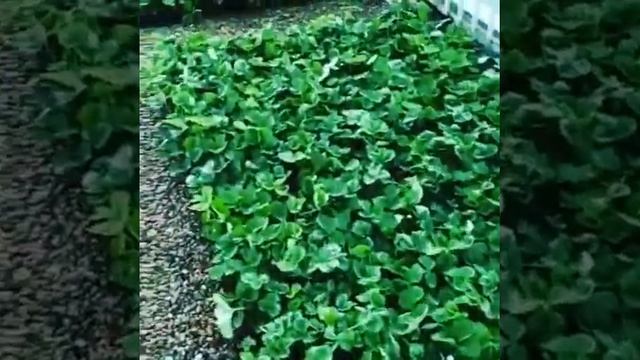 Приятное удивление от корне стимулятор Культимар. смотреть онлайн