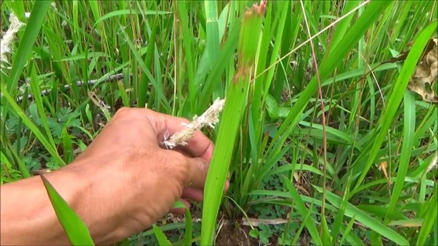 Cogon grass (Imperata cylindrica) смотреть онлайн