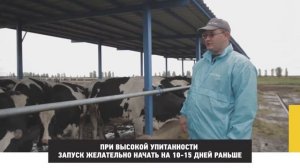 Кормление и содержание сухостойных коров