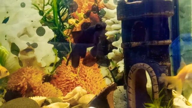 телескоп и золотые рыбки под французкую музыку. смотреть онлайн