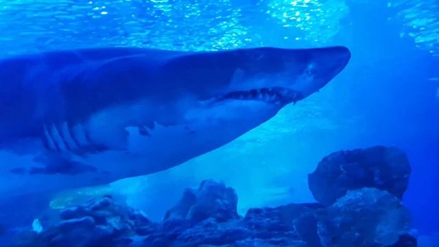 Океанариум | Куала-Лумпур в Twin Towers | Aquaria in KLCC смотреть онлайн